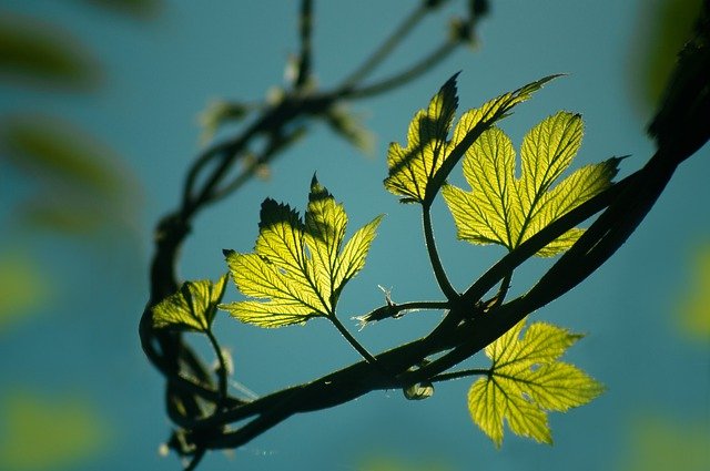 Free download leaves nature branch foliage free picture to be edited with GIMP free online image editor