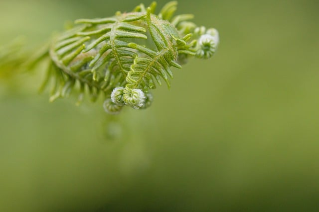 Free download leaves nature close up macro free picture to be edited with GIMP free online image editor