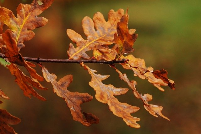 Free download Leaves Nature Fall -  free photo or picture to be edited with GIMP online image editor