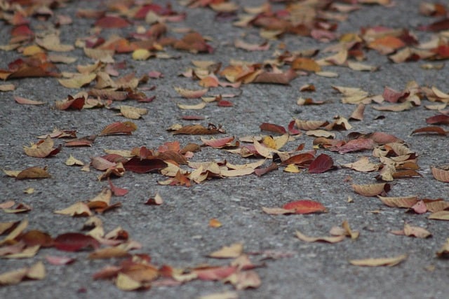 Free download leaves path outdoors equinox fall free picture to be edited with GIMP free online image editor