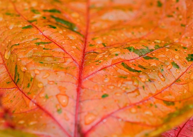 Free download leaves plant acalypha water droplet free picture to be edited with GIMP free online image editor