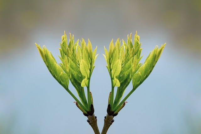 Free download leaves plant budding plant free picture to be edited with GIMP free online image editor