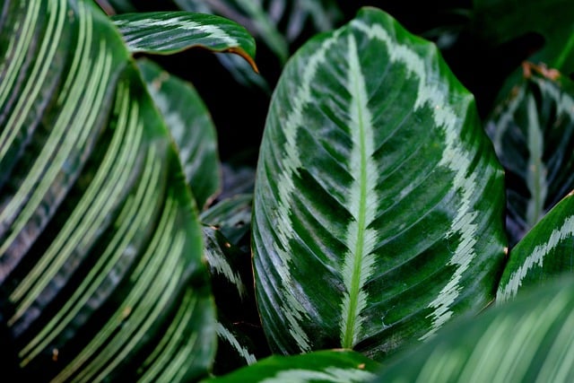 Free download leaves plant calathea free picture to be edited with GIMP free online image editor