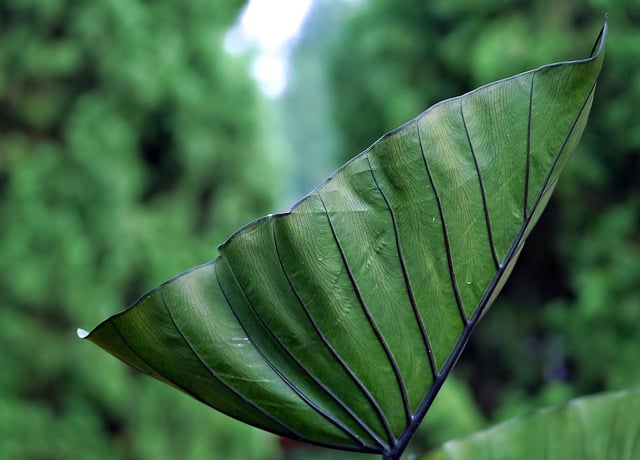 Free download leaves plant green anthurium free picture to be edited with GIMP free online image editor