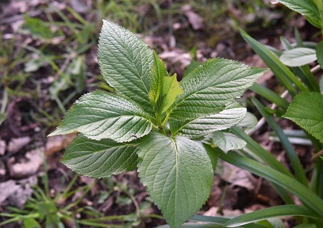 Free download Leaves Plant Hydrangea Green -  free photo or picture to be edited with GIMP online image editor