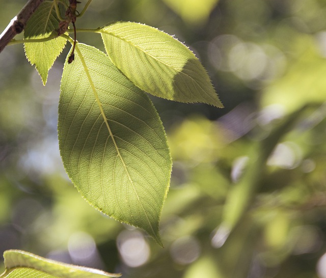 Free download leaves plant nature foliage flora free picture to be edited with GIMP free online image editor