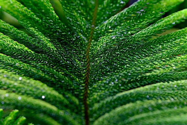 Free download leaves plant norfolk island tree free picture to be edited with GIMP free online image editor