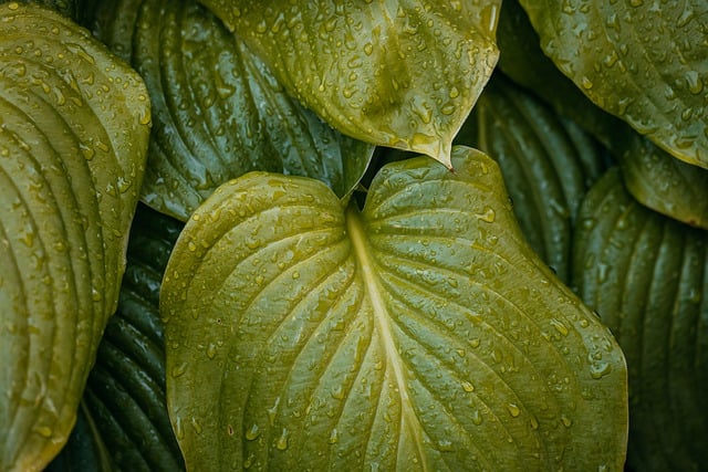 Free download leaves plant rain raindrops garden free picture to be edited with GIMP free online image editor