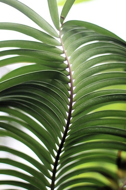 Free download leaves plant tropical foliage free picture to be edited with GIMP free online image editor