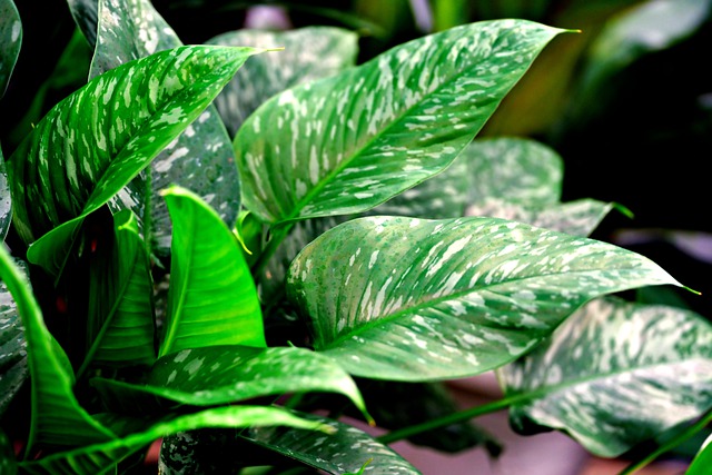 Free download leaves plant white sprayed nature free picture to be edited with GIMP free online image editor