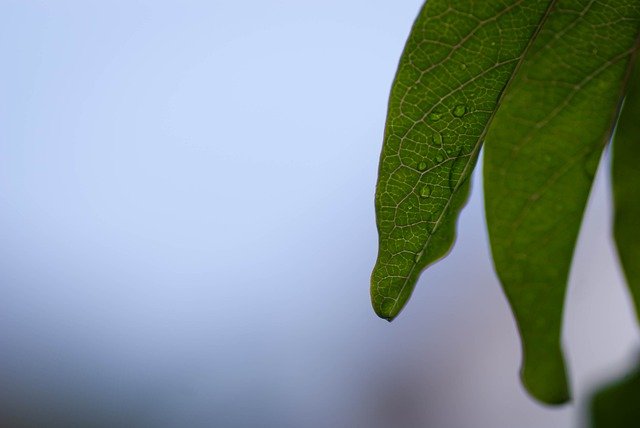 Free download leaves rain drops nature raindrops free picture to be edited with GIMP free online image editor