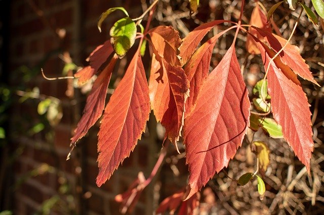 Free download Leaves Red Wall -  free photo or picture to be edited with GIMP online image editor