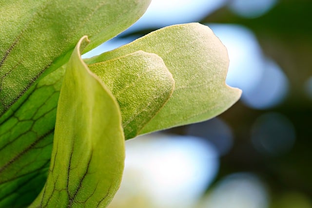 Free download leaves staghorn fern green leaves free picture to be edited with GIMP free online image editor