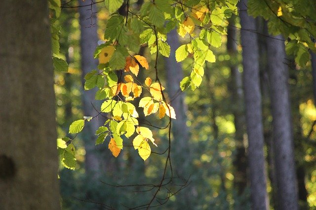 Free download Leaves Sun Lichtspiel -  free photo or picture to be edited with GIMP online image editor