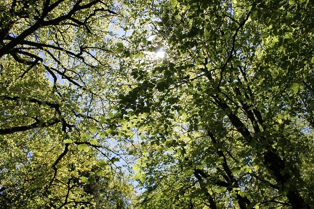 ดาวน์โหลดฟรี Leaves Sun Through Trees - ภาพถ่ายหรือรูปภาพฟรีที่จะแก้ไขด้วยโปรแกรมแก้ไขรูปภาพออนไลน์ GIMP