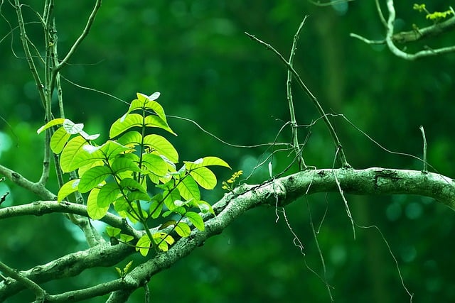 Free download leaves tree branches plant nature free picture to be edited with GIMP free online image editor