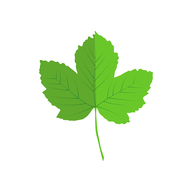 Free download Leaves Vector Nature - Free vector graphic on Pixabay free illustration to be edited with GIMP free online image editor