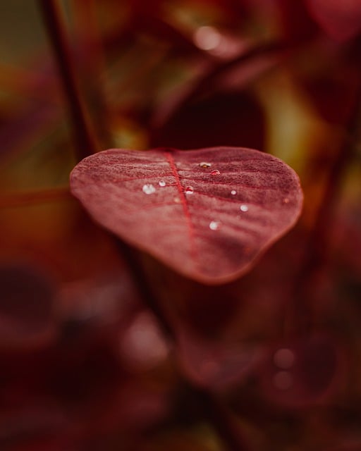 Free download leaves veins stalk water droplets free picture to be edited with GIMP free online image editor