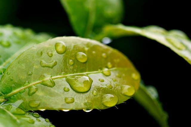 Free download leaves water drop rain water drop free picture to be edited with GIMP free online image editor