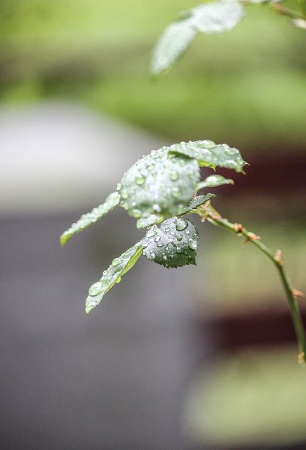 Free download Leaves Wet Droplets -  free photo or picture to be edited with GIMP online image editor