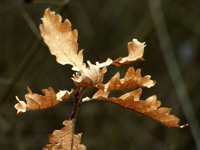 Free download Leaves Winter Nature -  free photo or picture to be edited with GIMP online image editor