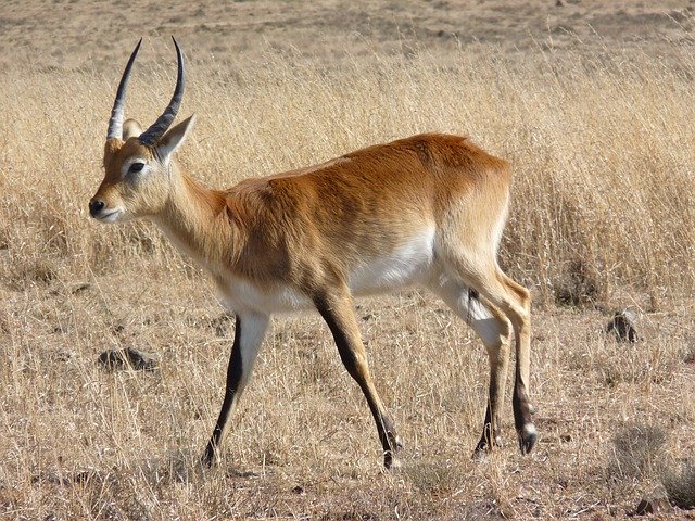 Free download Lechwe Lechwee Marsh Antelope -  free photo or picture to be edited with GIMP online image editor