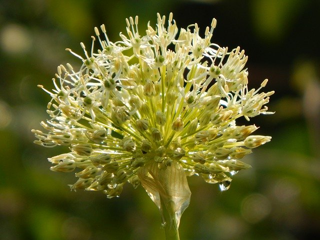 Free download Leek Ball Blossom -  free photo or picture to be edited with GIMP online image editor