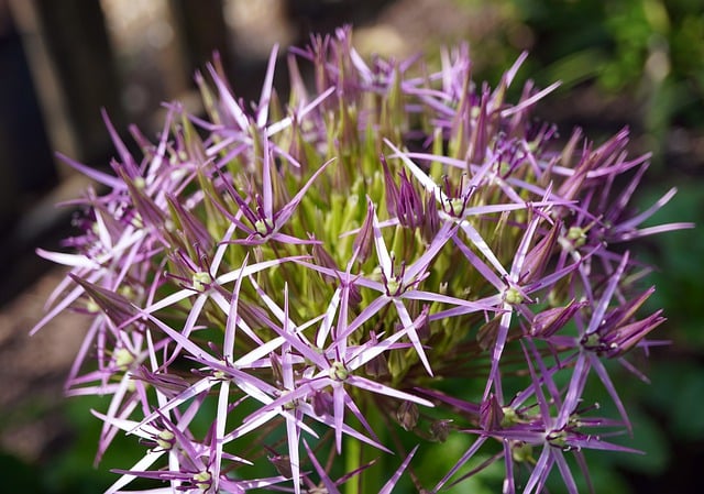 Free download leek ornamental onion violet free picture to be edited with GIMP free online image editor