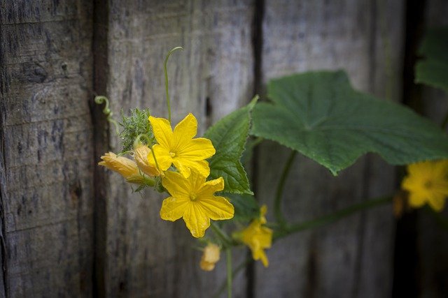 Free download lemon cucumber flowers plant vine free picture to be edited with GIMP free online image editor