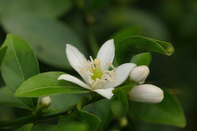 Free download Lemon Flowers Nature -  free photo or picture to be edited with GIMP online image editor