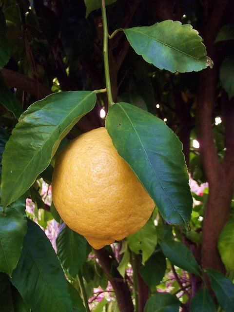 Free download Lemon Fruit Trees -  free photo or picture to be edited with GIMP online image editor