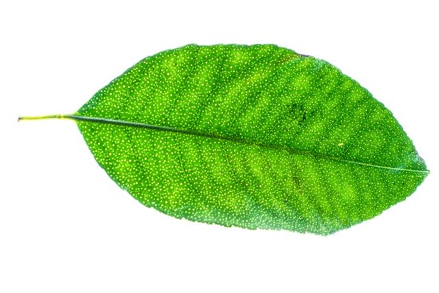 Free download Lemon Leaf Green -  free photo or picture to be edited with GIMP online image editor