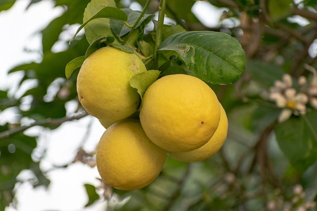 Free download lemon lemon tree citrus plant free picture to be edited with GIMP free online image editor