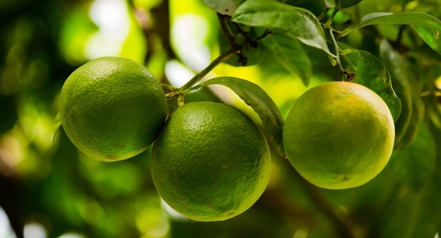 Free download lemons citrus fruit tree green free picture to be edited with GIMP free online image editor