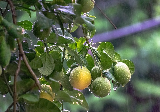 Free download lemons raining citrus fruits free picture to be edited with GIMP free online image editor