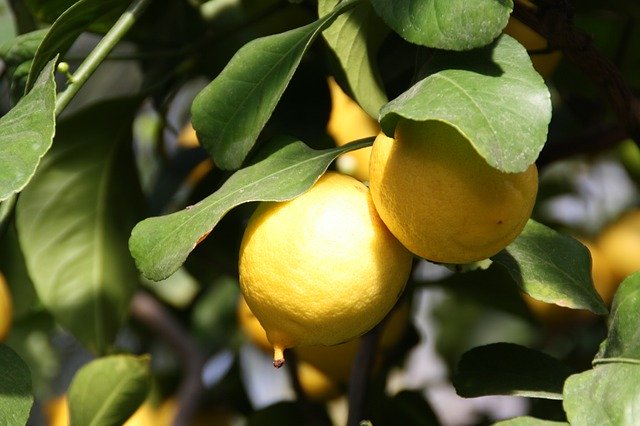 Free download Lemon Tree Plant -  free photo or picture to be edited with GIMP online image editor