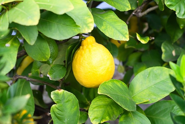 Free download lemon yellow leaves shrub nature free picture to be edited with GIMP free online image editor