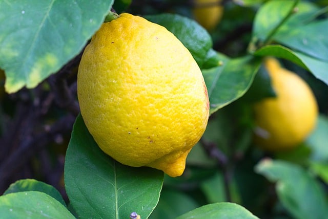 Free download lemon yellow shrub nature citrus free picture to be edited with GIMP free online image editor