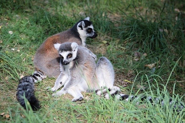 Free download Lemur Animal Nature -  free photo or picture to be edited with GIMP online image editor