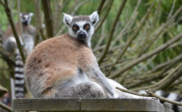 Free download lemur madagascar lemur mammal furry free picture to be edited with GIMP free online image editor