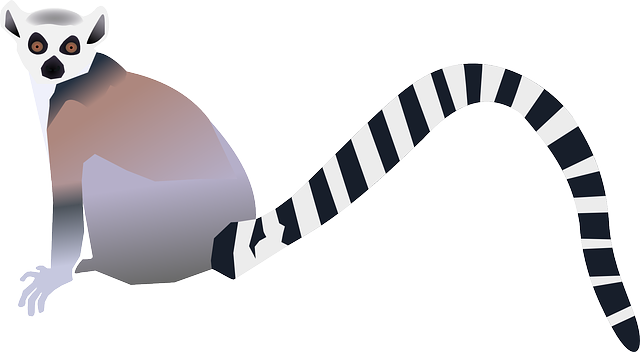 Free download Lemur Primate Animal - Free vector graphic on Pixabay free illustration to be edited with GIMP free online image editor