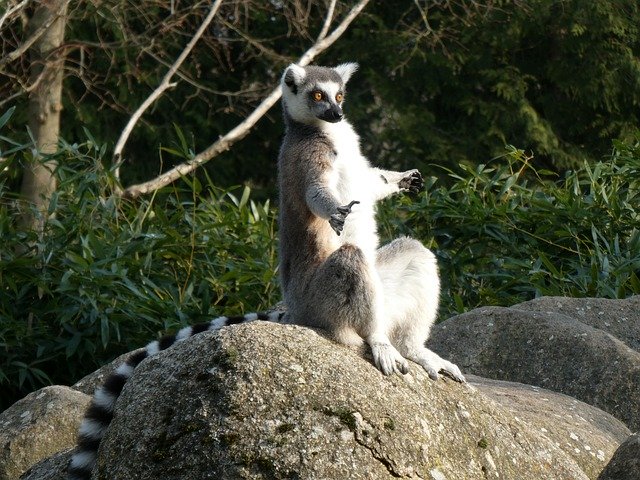 Free download Lemur Primates Animal World -  free photo or picture to be edited with GIMP online image editor