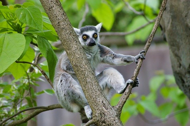 Free download Lemur Ring Tailed Animals -  free photo or picture to be edited with GIMP online image editor