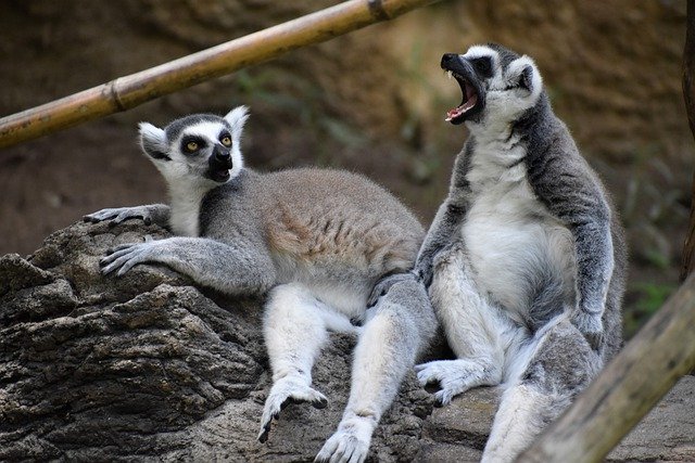 Free download lemurs animals mammals animal world free picture to be edited with GIMP free online image editor