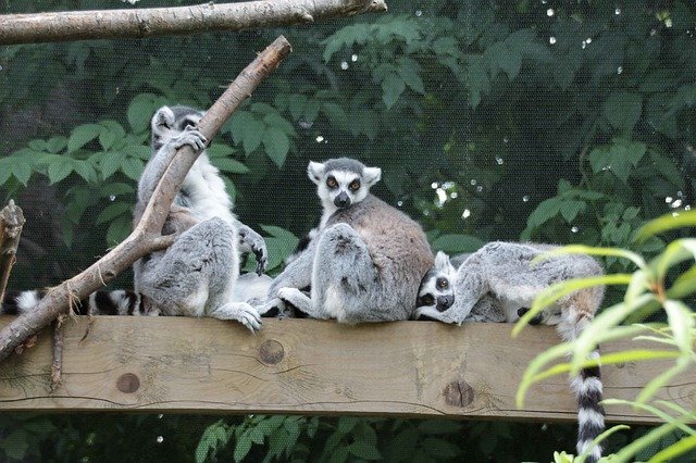 Free download Lemurs Family Zoo -  free photo or picture to be edited with GIMP online image editor