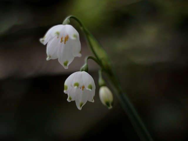 Free download Lenteklokje White Glimpse -  free photo or picture to be edited with GIMP online image editor