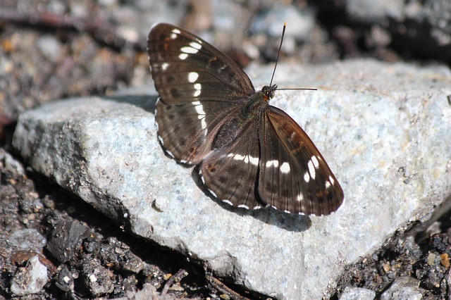 Free download lentochnykh limenitis butterfly free picture to be edited with GIMP free online image editor