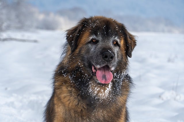 Free download leonberger snow dog winter canine free picture to be edited with GIMP free online image editor