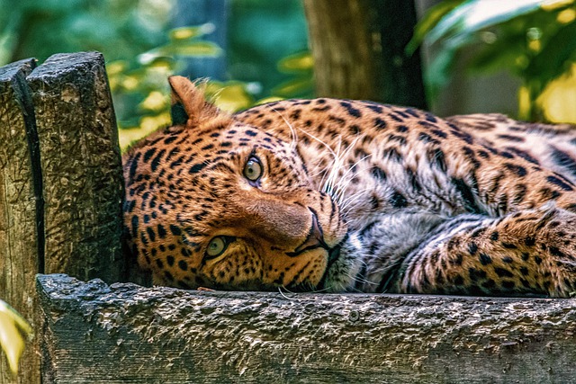 Free download leopard animal mammal lying free picture to be edited with GIMP free online image editor