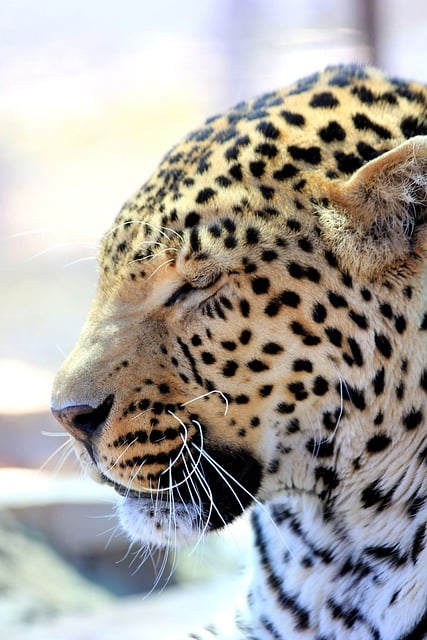 Free download leopard animal nature free picture to be edited with GIMP free online image editor